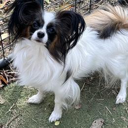Siri - Papillon