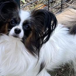 Siri - Papillon