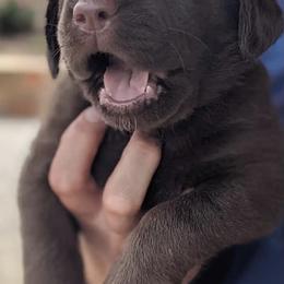 Labrador Retriever Puppies from Hidden River Retrievers