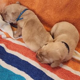 2nd Pick Yellow Male - Yellow male Labrador Retriever puppy in Crockett, Texas from Cross Creek Kennels, Inc