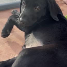 Larkspur - Black male Labrador Retriever puppy in Longmont, Colorado from Cornwell Labradors