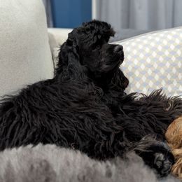 Lennox - Cocker Spaniel