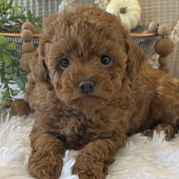 Ivy - Red  female Poodle puppy in Lagrange, Indiana from Heavn Sent Acres