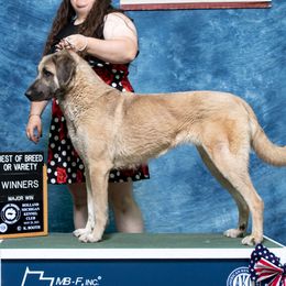 Rhea - Anatolian Shepherd Dog
