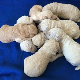 Poodle Puppies from Patch of Pines