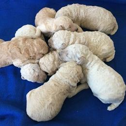 Poodle Puppies from Patch of Pines