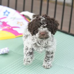 Girl 1 - Brown roan female Lagotto Romagnolo puppy in Southbury, Connecticut from dei Allegre Lagotto Romagnolo
