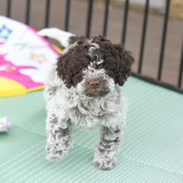 Girl 1 - Brown roan female Lagotto Romagnolo puppy in Southbury, Connecticut from dei Allegre Lagotto Romagnolo