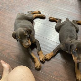 Beagle and Doberman Pinscher Puppies from Daisy Mountain Beagles
