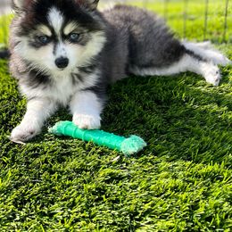 Zazu - Pomsky
