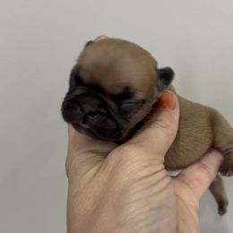 Gill - Fawn male French Bulldog puppy in Clinton, Tennessee from Firefield’s Frenchies