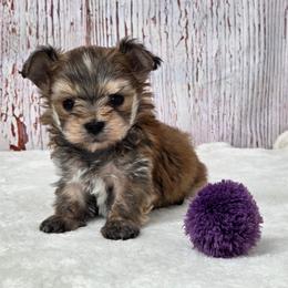 Dexter TEACUP - Gold male Morkie puppy in Monticello, Iowa from Ashley’s Puppies