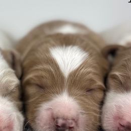 F1b Mini Girl 3 - Red  female Goldendoodle puppy in Milford, Indiana from Railway Acres Kennel