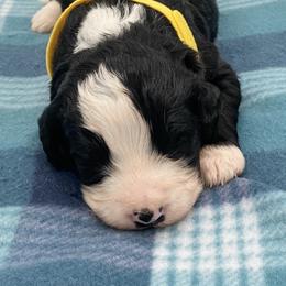 Orca - Black and white female Bernedoodle puppy in Claremont, North Carolina from Magnolia Grove Farms