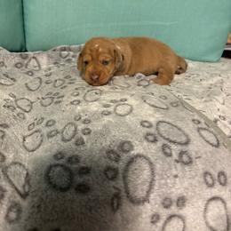 Pink girl - Dapple female Dachshund puppy in Live Oak, Florida from The Weenie Herd Mom