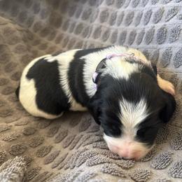 Jade - Black and white female English Springer Spaniel puppy in St Johnsbury, Vermont from Paradise Valley Springers
