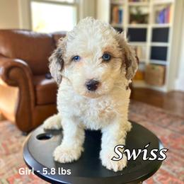 Bernedoodle Puppies from Abby Hamilton