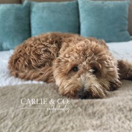 Mia - Goldendoodle