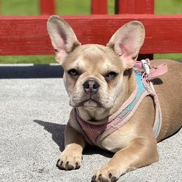 Anka - French Bulldog