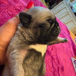 Motley - Fawn male Pug puppy in Milam, West Virginia from Vaubel Country Pugs