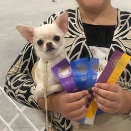 Gemma - Chihuahua
