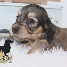 Dachshund Puppies from Piney Woods Miniature Dachshunds