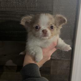 Girl 2 - Chocolate sabled fawn female Chihuahua puppy in Charleston, Maine from North Woods Chihuahua’s & Golden Retrievers