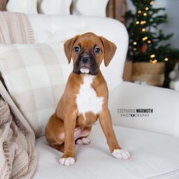 Boxer Puppies from Stephanie Warmoth
