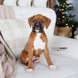 Boxer Puppies from Stephanie Warmoth
