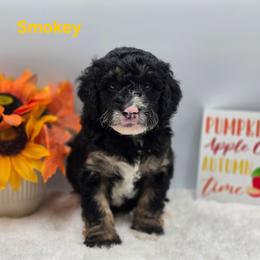 Smokey - Tri-color male Bernedoodle puppy in Summerville, South Carolina from Channys Doodles