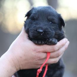 Red Collar - Brinks - Black and red male German Shepherd puppy in Augusta, West Virginia from Cricket Hollow Canines