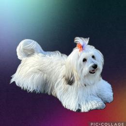 Kacey - Coton de Tulear