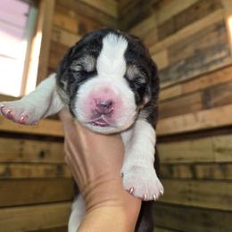 XANDRA - Black female Central Asian Shepherd Dog puppy in Michigan from Guardian Dog
