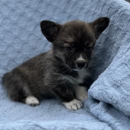Amelia - Brindle and white female American Corgi puppy in Washington, Arkansas from Foxy Knoll Farm