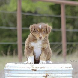 Australian Shepherd Puppies from Broken Arrow Australian Shepherds