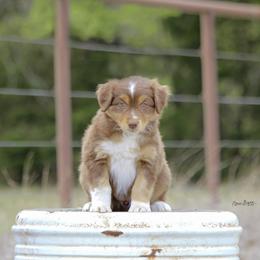 Australian Shepherd Puppies from Broken Arrow Australian Shepherds