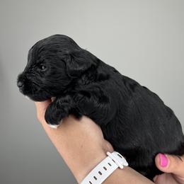 Great Dane and Miniature Schnauzer Puppies from Dog in Mind Danes