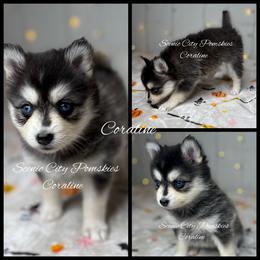 Coraline - Black and white female Pomsky puppy in Rossville, Georgia from Scenic City Pomskies