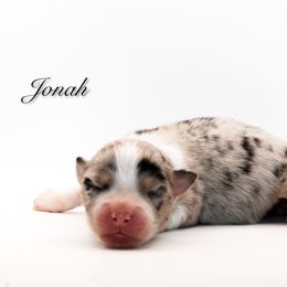 Jonah - Blue merle male Australian Shepherd puppy in Coldwater, Michigan from Northern Star Australian Shepherds