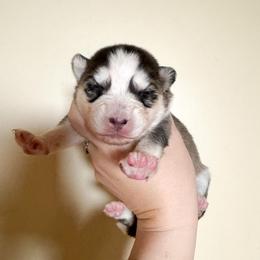 2 - Gray and white female Pomsky puppy in La Verne, California from Red Cedar Pomskies
