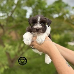 AKC LIVER PARTI BOY - Parti male Miniature Schnauzer puppy in Lake Placid, Florida from Love Giver Schnauzers