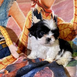 Pomeranian and Shih Tzu Puppies from Laik’s Little Shihtz & Poms
