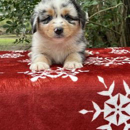 Jasper - Blue merle male Australian Shepherd puppy in Alvin, Texas from Oasis Australian Shepherd
