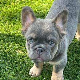 Briggs - Blue male French Bulldog puppy in Hemet, California from Bowman Pups