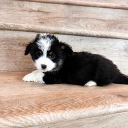 Dream (Fluffy) - Black and tan female Pembroke Welsh Corgi puppy in Phelan, California from Desert Sunset Pembroke Welsh Corgis