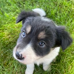 Lavender - Tri-color female Border Collie puppy in Markle, Indiana from Floating Axe Border Collies