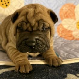 Blue collar - Red fawn male Chinese Shar-Pei puppy in Elkin, North Carolina from Martini Shar-Pei