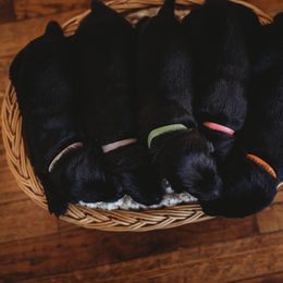 Labrador Retriever Puppies from G Bar Hunting Retriever Kennels
