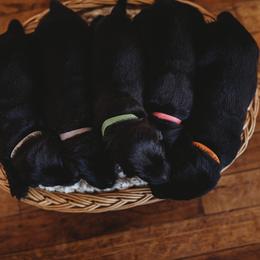 Labrador Retriever Puppies from G Bar Hunting Retriever Kennels