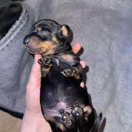 Dachshund Puppies from High Mountain Dachshunds
